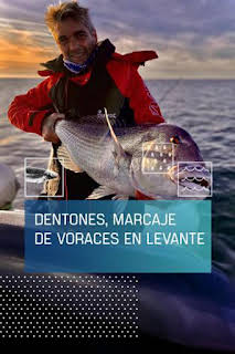 06:55: Dentones, marcaje de voraces en Levante | Caza y Pesca | 3/29 2026