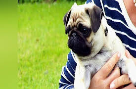 Vets in Action: Episode 6