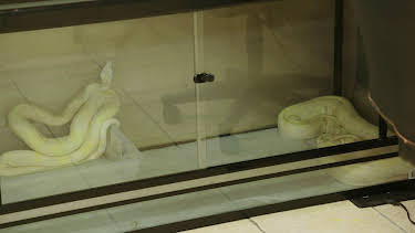 02:30: Scaled (S1 E3) (S1) | Animal Planet | 2/16 2026