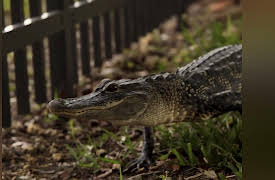 Swamp Wars Season 1: Gator vs. Python