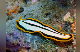 Life in the World's Oceans: Invertebrate Life in the Ocean