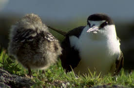 Wild Ones: Migration