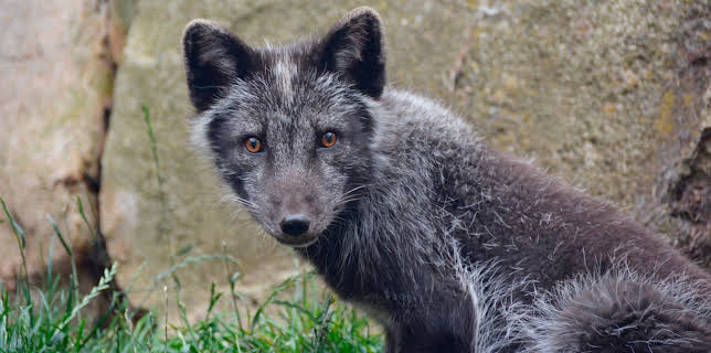 11:00: Seehund, Puma & Co | BR Fernsehen | 12/23 2025