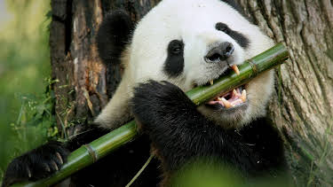 21:00: Pandamonium (S1 E4) (S1) | Animal Planet | 12/27 2025