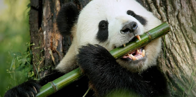 06:50: Pandamonium (S1 E2) (S1) | Animal Planet | 12/15 2025