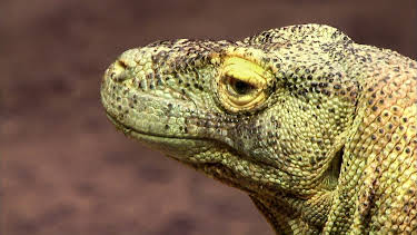 10:35: Elefant, Tiger & Co. | MDR Fernsehen | 4/22 2026