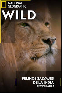 20:55: Felinos salvajes de la India: Maestros del disfraz | National Geographic | 2/6 2026