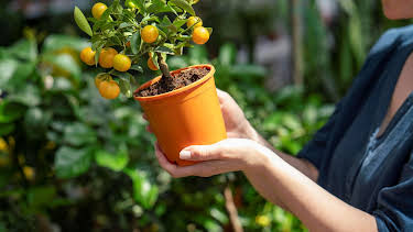 05:15: Schnittgut. Alles aus dem Garten | BR Fernsehen | 4/29 2026