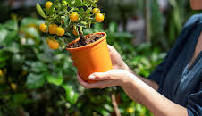 Schnittgut. Alles aus dem Garten