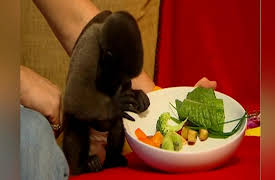 Monkey Life: Monkey Life  10