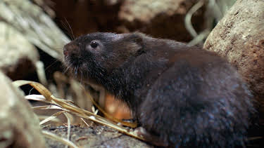 00:45: Små dyr, store reiser: Føre slekta vidare | NRK 2 | 4/30 2026