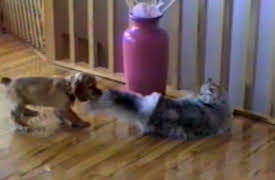 Funniest Pets and People: Season 1: Episode 214