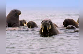 Wild Assassins: Tusks and Horns