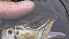 Primeras truchas de marzo