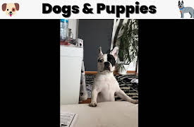 Animals Doing Things: Animals Doing Things | Dogs & Puppies