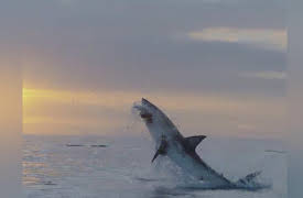 Great White Comeback: Great White Comeback