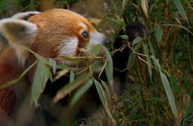Wildest: Indochina: Southwest China: China's Secret Garden
