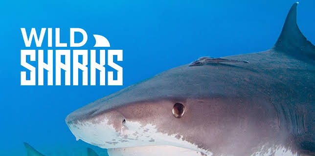 Wild Sharks (2013)