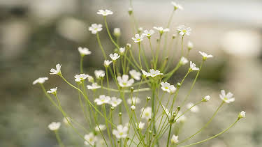 08:30: MDR Garten | MDR Fernsehen | 4/19 2026