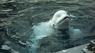 8:00 AM: The Aquarium (S2) | Discovery Channel | 8/24 2026