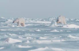 A World of Calm, Season 1: Snowfall -- Narrated by Cillian Murphy