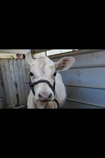 19:50: Veterinarios de Nebraska: Sabuesos perdidos | Nat Geo Wild | 10/12 2026