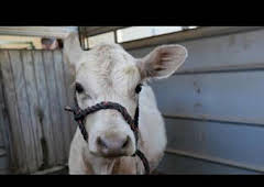 Veterinarios de Nebraska: Sabuesos perdidos