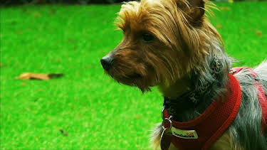 20:45: Hundehuset: Ralphie | NRK 2 | 4/22 2026