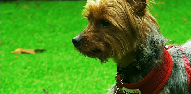 20:51: Hundehuset: Ralphie | NRK 2 | 1/7 2026