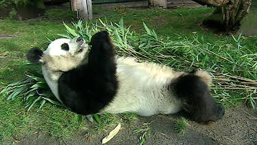 17:05: Panda, Gorilla & Co. (130) | RBB Fernsehen | 5/13 2026