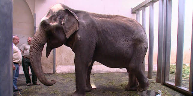 10:35: Elefant, Tiger & Co. (263) | MDR Fernsehen | 11/21 2025