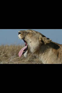20:55: Malika: la reina leona: Vigilando la manada | National Geographic | 2/20 2026