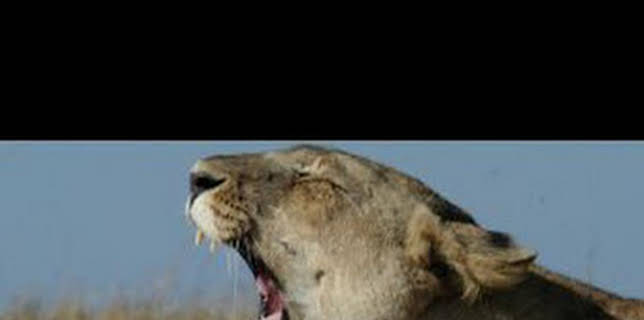 01:05: Malika: la reina leona: Vigilando la manada | Nat Geo Wild | 12/14 2025