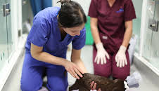 Der Super-Doc - Einsatz für 4 Pfoten