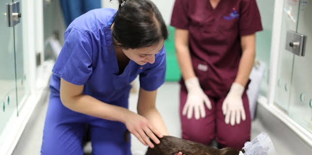 18:20: Der Super-Doc - Einsatz für 4 Pfoten | Sixx | 3/15 2026