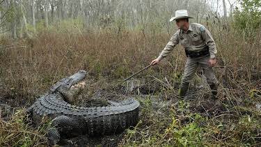 04:00: Lone Star Law  (S1 E8) (S1) | Animal Planet | 12/29 2025