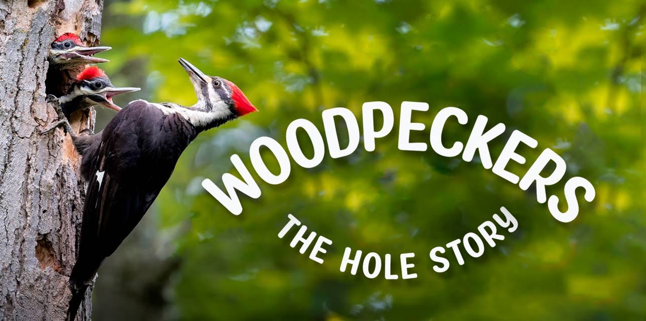 Woodpeckers: The Hole Story
