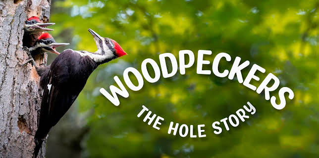 Woodpeckers: The Hole Story