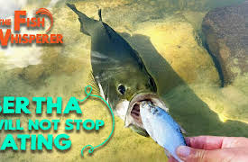 The Fish Whisperer: Bertha Won't Stop Eating!