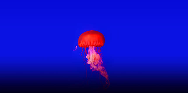 7:00 PM: How Do Animals Do That? (S1 E1) (S1) | Animal Planet | 11/8 2025