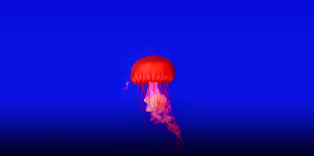 How Do Animals Do That?