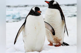 Life in the World's Oceans: How Animals Adapt to Ocean Temperatures