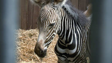 14:25: Elefant, Tiger & Co. | MDR Fernsehen | 5/7 2026