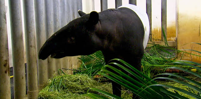 14:25: Elefant, Tiger & Co. | MDR Fernsehen | 11/12 2025