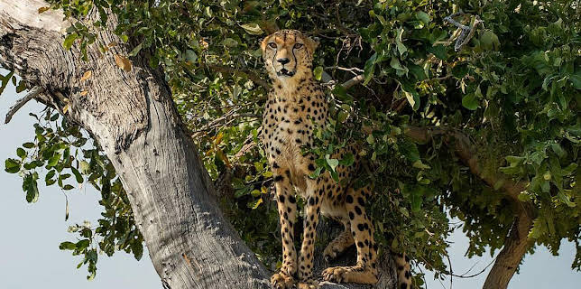 00:45: Felinos Noche Y Dia | LA 1 | 12/5 2025