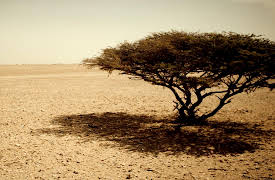 Wildest Middle East: Arabia Land of Illusion