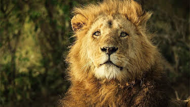 3:30 PM: Serengeti (S2) | BBC Two | 8/21 2026