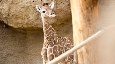 06:05: Giraffe, Erdmännchen & Co. (264) | HR Fernsehen | 6/29 2026