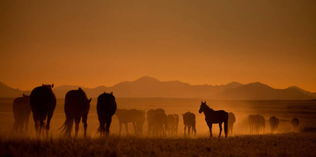 18:45: Die Wüstenpferde Namibias - Afrikas wilder Westen | 3SAT | 2/15 2026