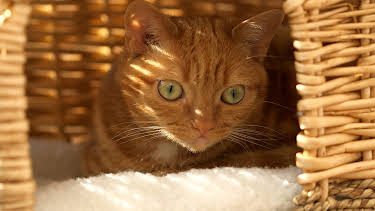 5:00 PM: The Supervet: Noel Fitzpatrick (S3 E2) (S3) | W | 4/7 2026